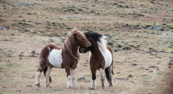 Cavalos engraçados nos campos da Islândia — Fotografia de Stock