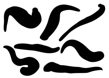 Bir sette prosedürler için tıbbi sülükler.