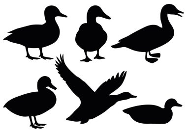 Yerli ve vahşi ördekler.