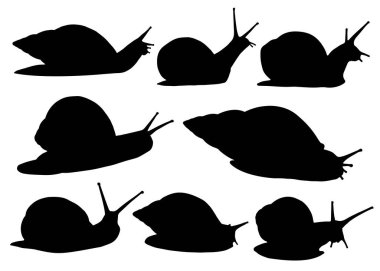 Salyangoz bahçesi, akvaryum ve ev. Vektör resmi.