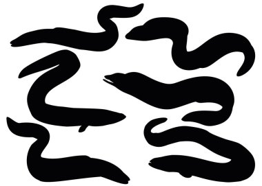 Sette yılan balığı var..