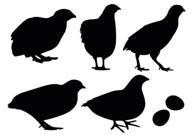 Bıldırcın sette. Vektör resmi.