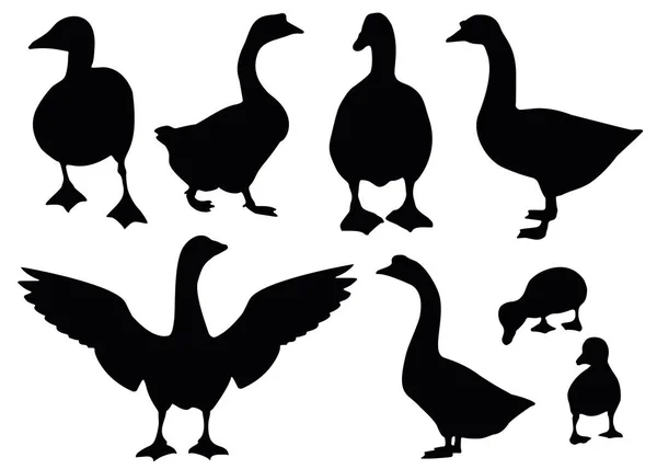 Geese Goslings Set — Stock Vector