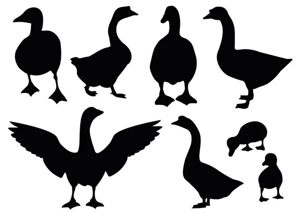 Gansos Goslings Set — Vector de stock