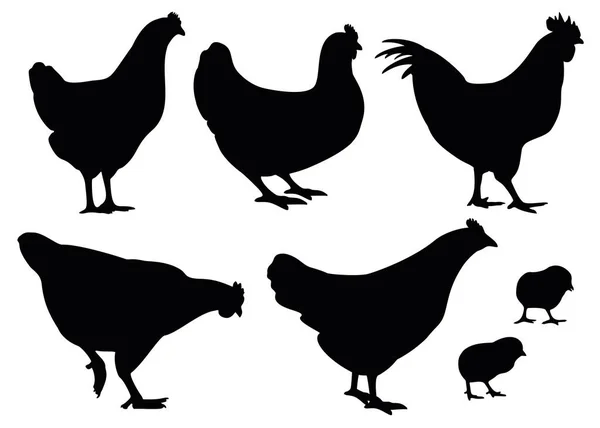 Pollo Gallo Set Aves — Vector de stock