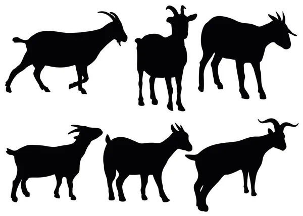 Domestic Horned Mountain Goats Set — Stock Vector