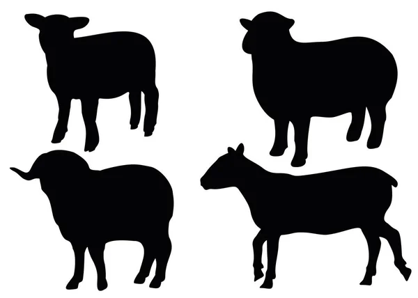 Sheep Large Small Set — Stock Vector