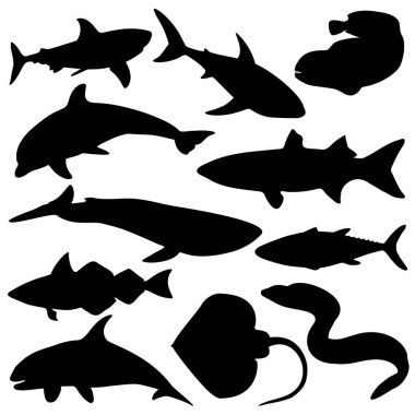 Deniz balığı seti. Köpekbalığı, albula, yunus balığı, yayın balığı, dişli balık, katil balina, aslan yelesi, balina, moray yılanı, mezgit, vatoz, ton balığı. Vektör resmi.