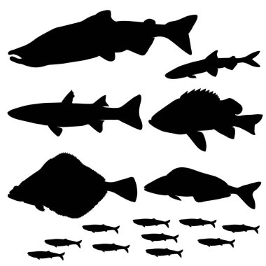 Deniz balığı seti. Balık somonu, kefal, balık, kokulu levrek, levrek, halibut, lingcod. Vektör resmi.