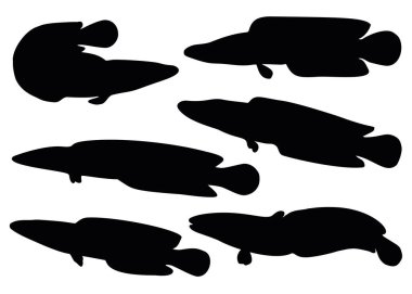 Sette yılan kafalı balık var. Vektör resmi.