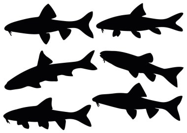 Sette gudgeon balığı var. Balık tutmak için resim.