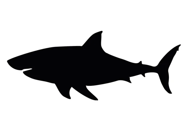 Grande Tubarão Branco Imagem Vetorial — Vetor de Stock