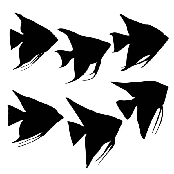 Poisson Aquarium Angelfish Image Vectorielle — Image vectorielle
