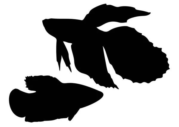 Aquarium fish cockerels in the set. — Stock Illustration Aquarium Fish Cockerels Set Royalty Free Stock Vectors
