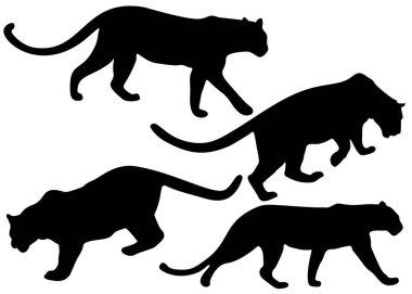 Vahşi ve tehlikeli panterler sette..