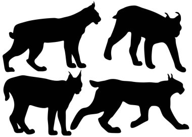 Vahşi vaşak sette. Vektör resmi.