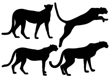 Vahşi çitalar sette yürüyor ve zıplıyorlar..