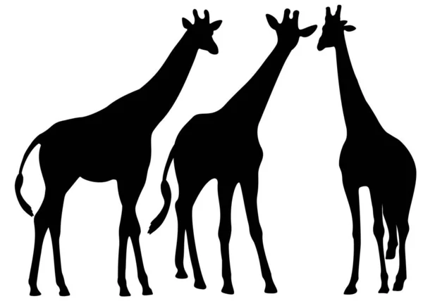 Girafes Dans Décor Sauvage Image Vectorielle — Image vectorielle