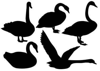 Sette vahşi kuğular var. Vektör resmi.