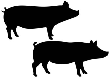 Sette domuzlar var. Domuz tarımdır..