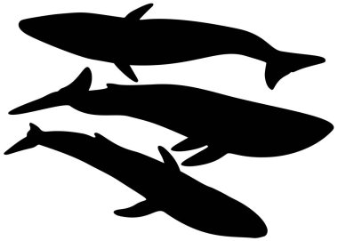 Kümedeki büyük balina balığı.