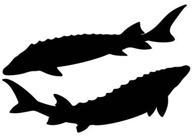 Sette mersin balığı var..