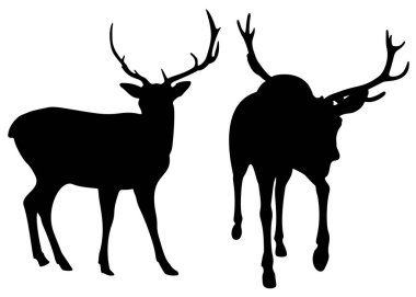 Büyük vahşi geyik sette.