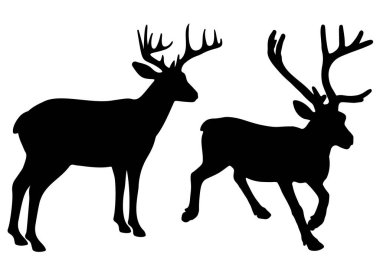 Boynuzları olan vahşi geyikler..