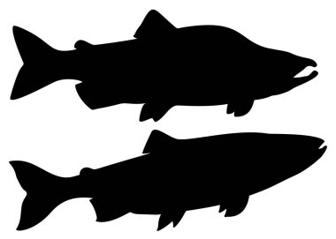 Sette pembe somon balığı var. Kadın ve erkek pembe somon.