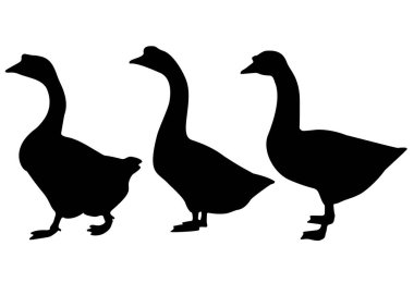 Çiftlik kazları sette. Vektör resmi.