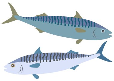 Turkuaz ve mavi uskumru sette..