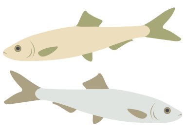 Sprat fish gray and beige in the set. Vector image.