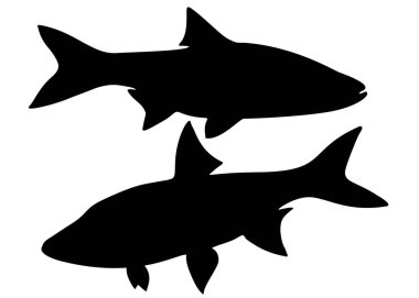 Yırtıcı yılan balığı sette. Vektör resmi.