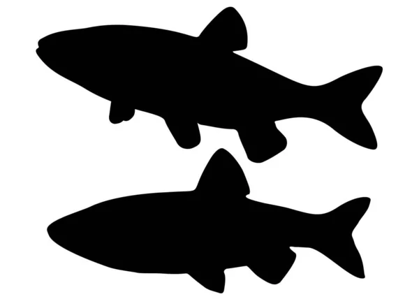 Chub Pescado Incluido Imagen Vectorial — Vector de stock