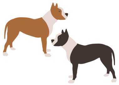 Pitbull köpeği sette. Vektör resmi.