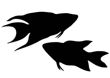 Makropod akvaryum balığı sette..