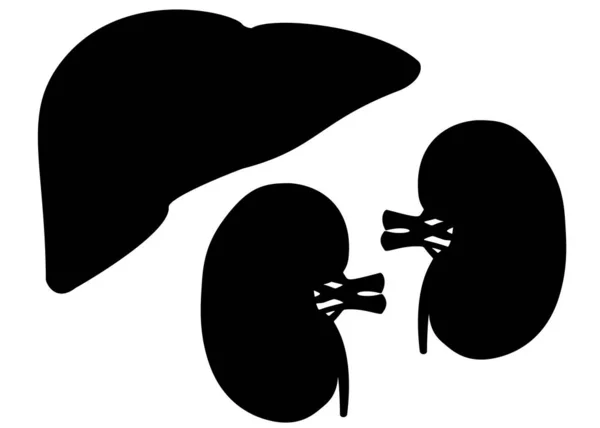 Hígado Humano Riñones Conjunto Imagen Vectorial — Archivo Imágenes Vectoriales