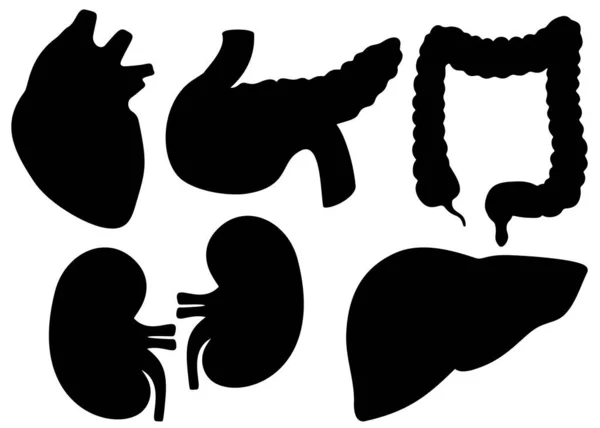 Órganos Humanos Corazón Riñón Estómago Páncreas Intestinos Conjunto Imagen Vectorial — Archivo Imágenes Vectoriales