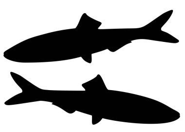 Tükürük balığı. Vektör resmi.