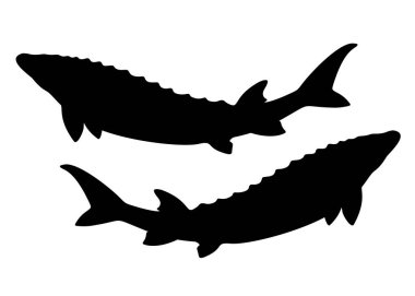 Kocaman, güzel bir mersin balığı. Vektör resmi.