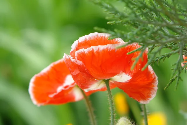 Kırmızı gelincik çiçeği