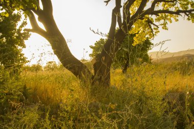 Doğa dağlar gökyüzü