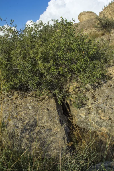 Doğa dağlar gökyüzü