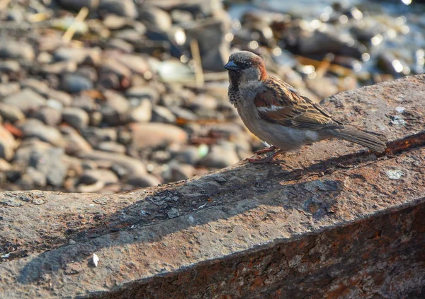Sparrow on the shore — Stock Photo, Image
