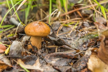 Yağlılar yalnız yeşillik içinde kaybetti