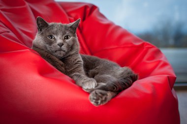 Beanbags üzerinde oturan kedi