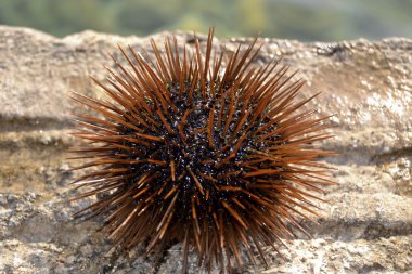 Kırmızı deniz kestanesi closeup