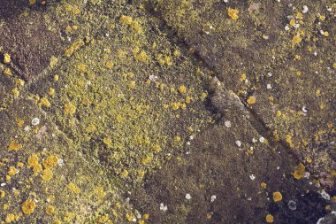 Arnavut kaldırımlı doku yosun kaplı