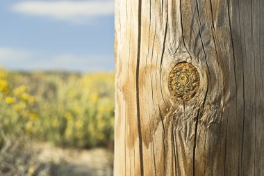 Güzel yakın çekim bir ağaç gövdesi ve güzel arka plan