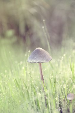 Yumuşak sabah ışık altında güzel mantar